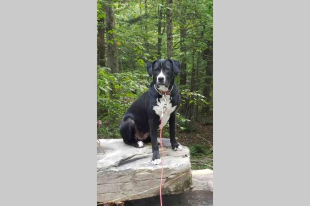 Roscoe Cottage Pet Friendly Eksteriør bilde