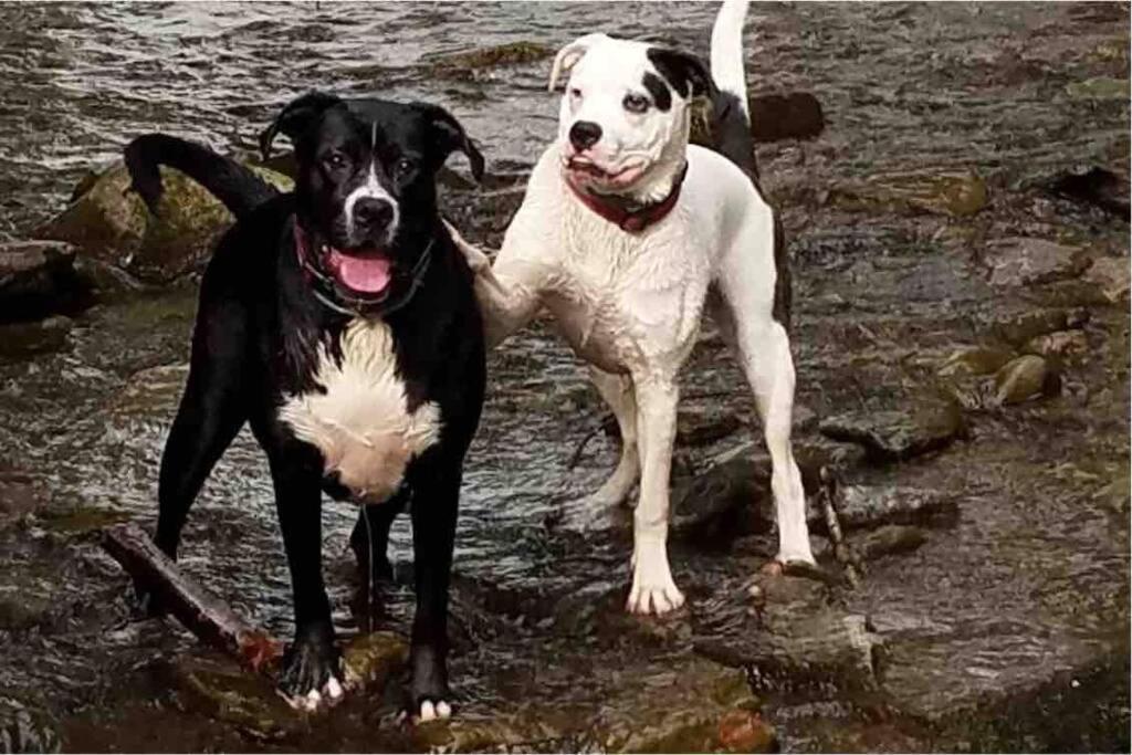 Roscoe Cottage Pet Friendly Eksteriør bilde